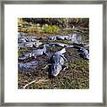 Alligators 280 Framed Print