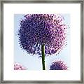 Allium Flower Framed Print