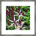 Allium Macro 2 Framed Print