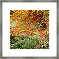 Alluring Trail Under The Fall Canopy Framed Print