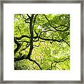 Almighty Acer Framed Print