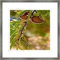 Almond Harvest - Ripe Almonds On A Tree Branch Framed Print