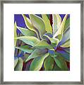 Aloe Plants In Big Sur Framed Print