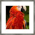 Aloof In Red Framed Print