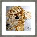 Alpaca Cutie Framed Print
