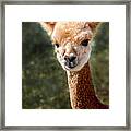 Alpaca Framed Print