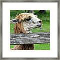 Alpaca Profile Framed Print