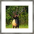 Alpha Bull Elk In Boxley Valley Framed Print