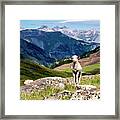 Alpine Lamb Framed Print