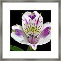 Alstroemeria Portrait. Framed Print