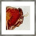 Altamira Prehistoric Bison Detail Framed Print