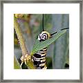 Always Eat Your Greens Framed Print