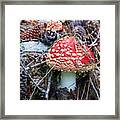 Amanita Mushroom Framed Print