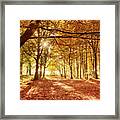 Amazing Forest Colours In Autumn Fall Framed Print