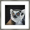 Amber Eyes......lemur Framed Print