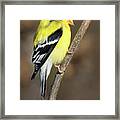 America Goldfinch Glow Framed Print