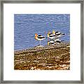 American Avocets Framed Print