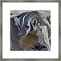 American Badger Habitat Framed Print