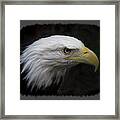 American Bald Eagle Framed Print