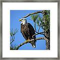American Bald Eagle - Haliaeetus Leucocephalus Framed Print