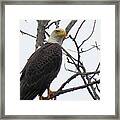 American Bald Eagle Pictures Framed Print