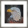American Bald Eagle Framed Print