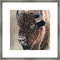 American Bison Portrait Painting Framed Print