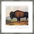 American Buffalo, 1846 Framed Print