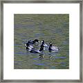 American Coots 20120405_278a Framed Print