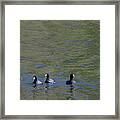 American Coots 20120405_280a Framed Print
