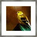American Gold Finch In Texture Framed Print