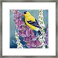 American Goldfinch And Foxgloves Framed Print