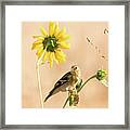 American Goldfinch Feeding On Sunflower Seeds Framed Print