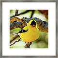 American Goldfinch On Aspen Framed Print