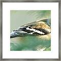 American Goldfinch Winter Framed Print