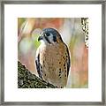 American Kestral Framed Print