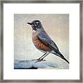 American Robin In Winter Framed Print