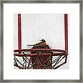 American Robin Nesting On Basketball Net Framed Print