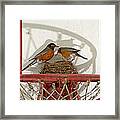 American Robin Pair At Nest Framed Print