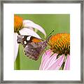 American Snout Butterfly On Echinacea Framed Print