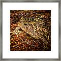 American Toad Framed Print