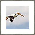 American White Pelican Cruising Framed Print