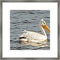 American White Pelican In Spring Framed Print