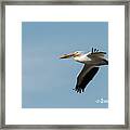 American White Pelican Framed Print
