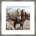 American Work Horse Framed Print