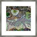 Amicable Anemones Framed Print