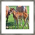 Amish Pony Framed Print
