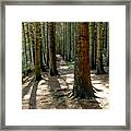 Among Forest Trunks Framed Print