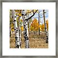 Among The Aspens Framed Print