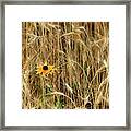 Among The Wheat 2 Framed Print